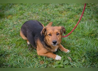 Chip 271673 sucht ein Zuhause