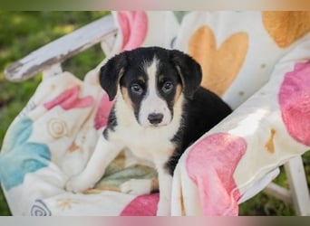 Mirco sucht ein Zuhause