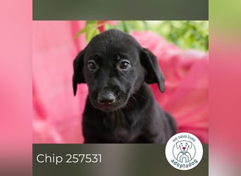 Chip 257531 sucht ein Zuhause