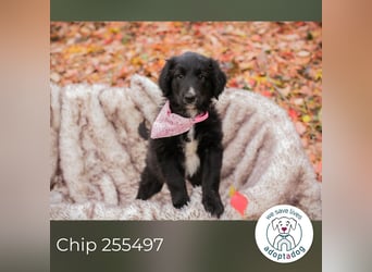 Chip 255497: Hundekind sucht ein Zuhause