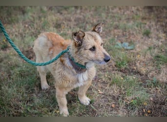 Chip 269113 sucht ein Zuhause