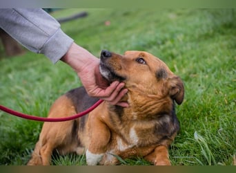 Chip 271673 sucht ein Zuhause