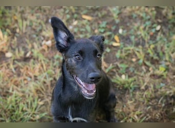 Savannah sucht ein Zuhause