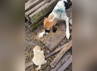 Chip 256873: Hundekind sucht ein Zuhause