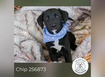 Chip 256873: Hundekind sucht ein Zuhause