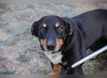 Sidney: Ein Wunder auf vier Pfoten