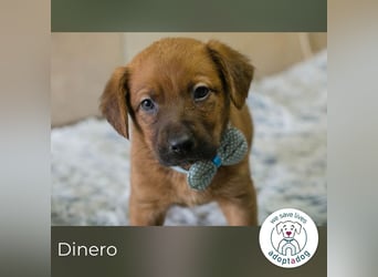 Dinero sucht ein Zuhause