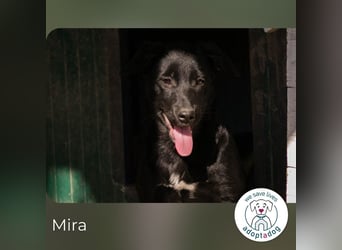 Mira: Süßes Welpenmädchen