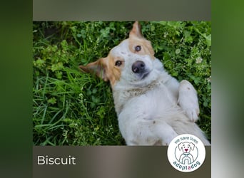 Biscuit sucht ein Zuhause