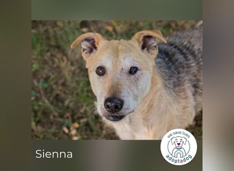 Sienna 2169668 sucht ein zu Hause