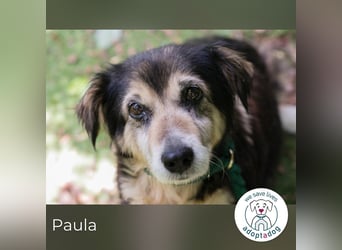 Paula sucht ein Zuhause
