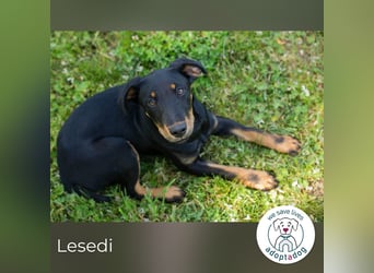Lesedi sucht ein Zuhause