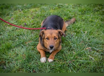 Chip 271673 sucht ein Zuhause