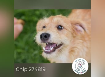 Chip 274819 sucht ein Zuhause