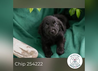 Chip 254222 sucht ein Zuhause