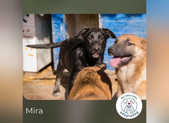 Mira: Süßes Welpenmädchen
