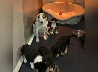 Chip 271308 sucht ein Zuhause