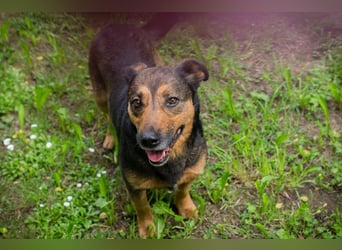 Chip 291029 sucht ein Zuhause