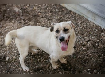 Chip 272077 sucht ein Zuhause