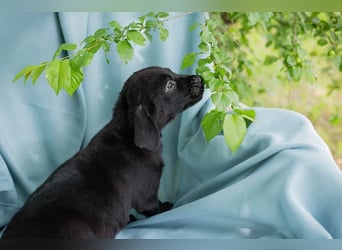 Chip 257699 sucht ein Zuhause