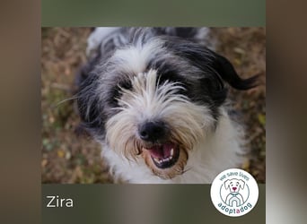 Zira sucht ein Zuhause