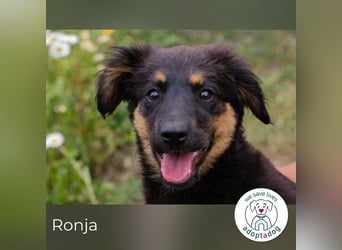 Ronja sucht ein Zuhause