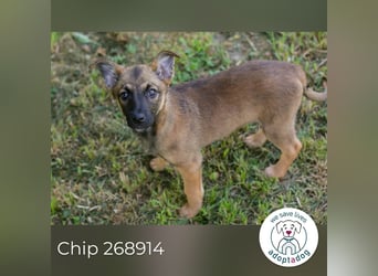 Chip 268914 sucht ein Zuhause