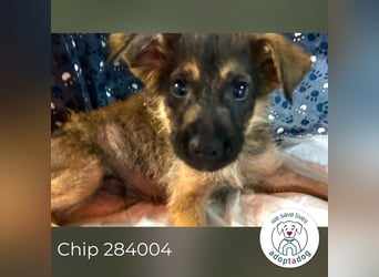 Chip 284004 sucht ein Zuhause