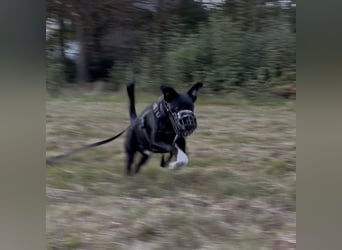 Piet sucht ein zu Hause