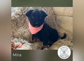 Mira: Süßes Welpenmädchen
