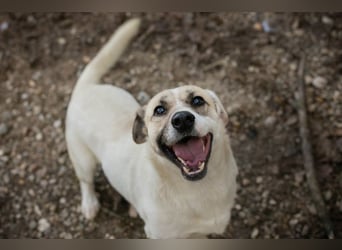 Chip 272077 sucht ein Zuhause