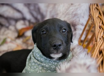 Milo II: Hundekind sucht ein Zuhause