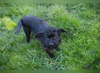 Grumpy sucht ein Zuhause