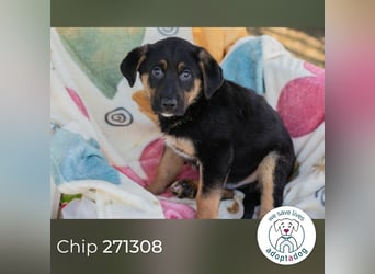 Chip 271308 sucht ein Zuhause