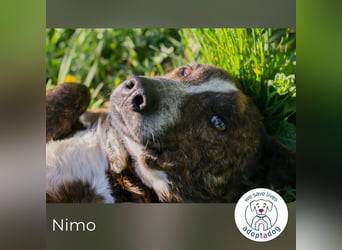 Nimo sucht ein Zuhause