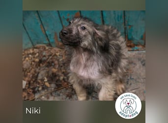 Niki sucht ein Zuhause