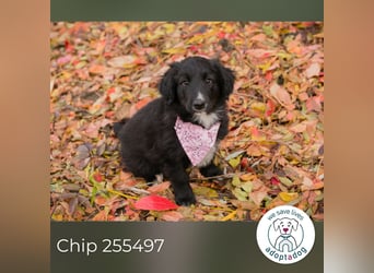 Chip 255497: Hundekind sucht ein Zuhause