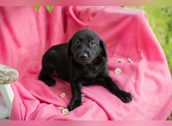 Chip 257531 sucht ein Zuhause