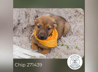Chip 271439 sucht ein Zuhause