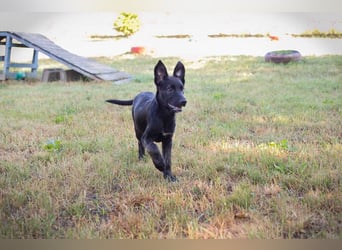 Savannah sucht ein Zuhause