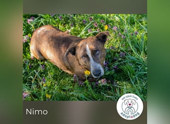 Nimo sucht ein Zuhause