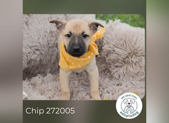 Chip 272005 sucht ein Zuhause