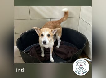 Inti: Sucht ein Zuhause