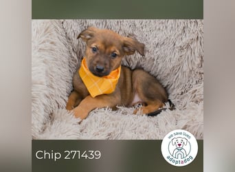 Chip 271439 sucht ein Zuhause