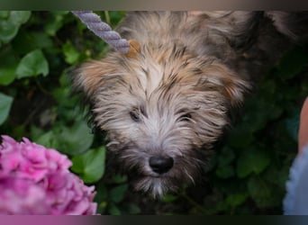Kiara sucht ein Zuhause