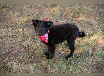 Chip 289488 sucht ein zu Hause