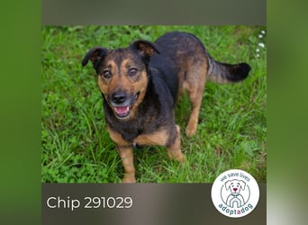 Chip 291029 sucht ein Zuhause