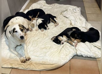 Chip 271308 sucht ein Zuhause