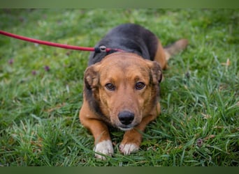 Chip 271673 sucht ein Zuhause