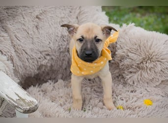 Chip 272005 sucht ein Zuhause